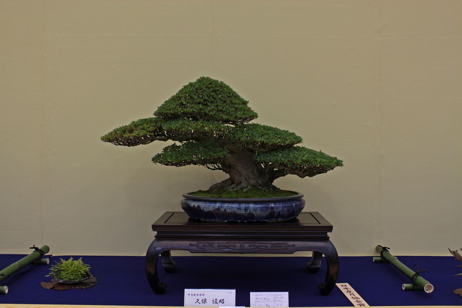 JAPAN TRIP PART 3 [TAIKANTEN] Bonsai Nut